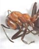 Formica sp.